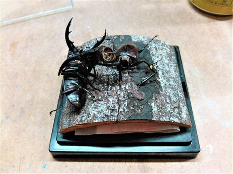 親父のクワガタ標本部屋 Father S Stag Beetle Specimen Room オキナワノコギリクワガタ 破損標本リペア