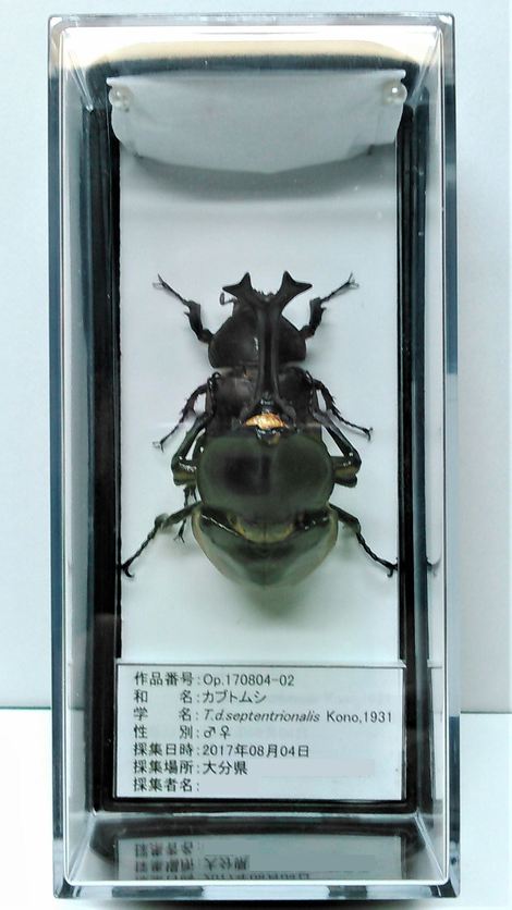 オオクワ 飛行形態標本 - 虫類用品