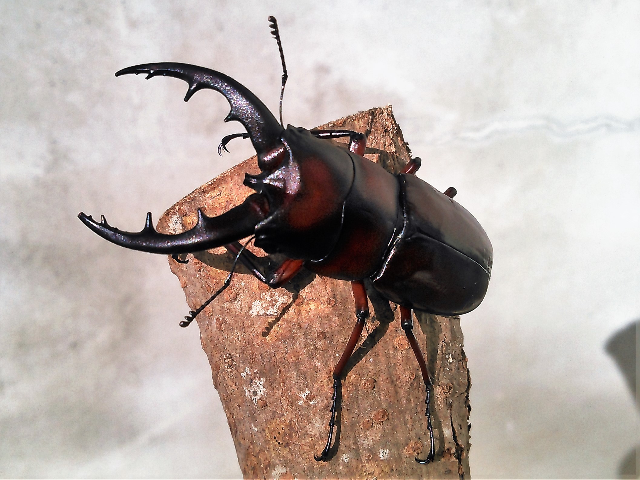 親父のクワガタ標本部屋 Father S Stag Beetle Specimen Room 最後の生体