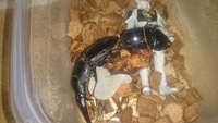 パラワン ペアリング成功!?
