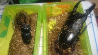 パラワンきた～～～