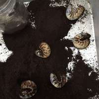 オキナワカブトの幼虫　ゲット　 2016/03/08 00:33:28