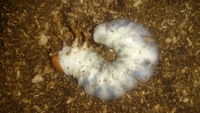 ギラファの幼虫  ♂♀判別 2016/02/17 23:58:28