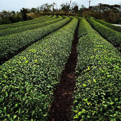 日本一早い沖縄のお茶を被災地に！2015春
