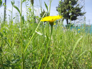 今日から６月～