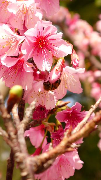 甘桜
