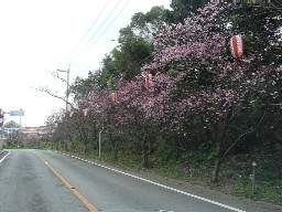 伊豆見桜