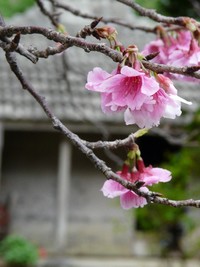 伊豆見桜