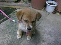 捨て犬？ 2008/06/29 18:42:15