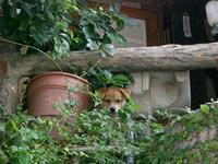 今日のわんこ？ 2008/07/01 12:21:00