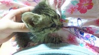 小さな命の続き・・ 2010/07/09 22:13:46