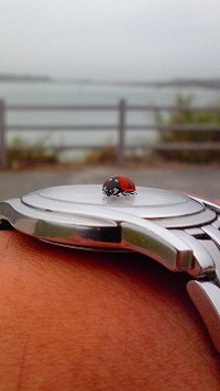 てんとう虫時計 2011/05/22 17:46:43