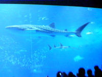 かなり久しぶりの水族館