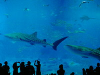 水族館