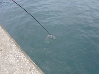 渡嘉敷釣行　続き！