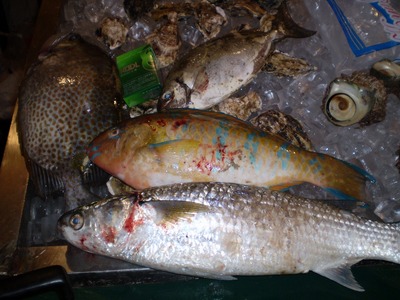 お魚…取られる