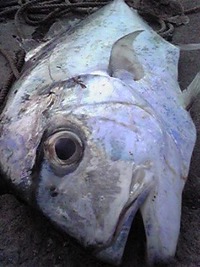 まさかや～