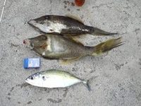 久高島釣行記！