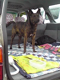 流球犬見つけちゃった！