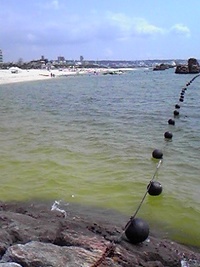 汚い海！