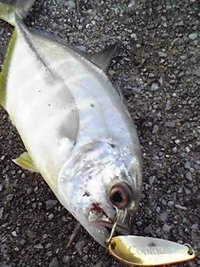 爆釣りの予感！