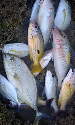 小物の爆釣り！