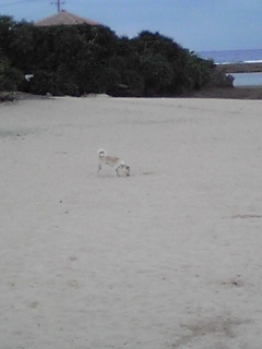 犬にコケにされる！