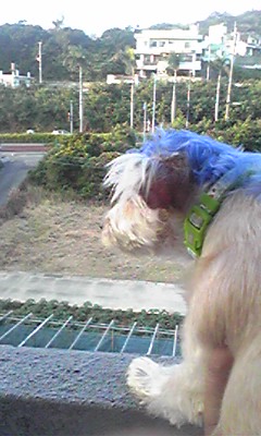 メタボ犬！