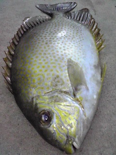 夜釣りの釣果！