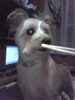 犬に納豆？