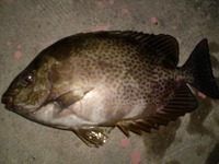 頑張れば釣れる？