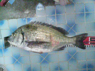 誰のチヌ・・・・・
