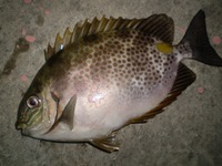 頑張れば釣れる？