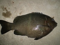 頑張れば釣れる？