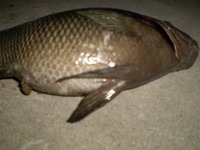 頑張れば釣れる？