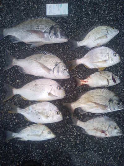 爆釣！