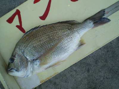 琉球支部チヌ釣り大会