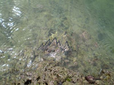 近場の離島
