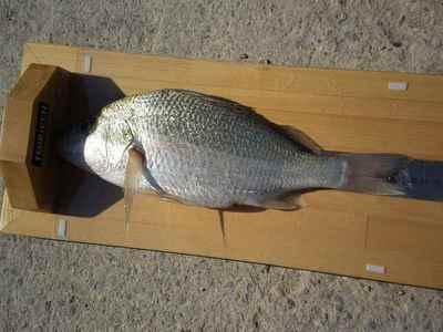 釣研ＦＧチヌ釣り大会の報告