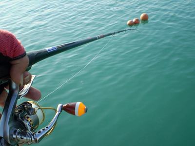 釣研ＦＧチヌ釣り大会の報告