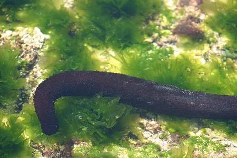 ナマコ 沖縄の自然