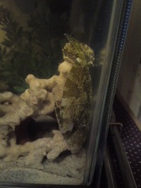 お魚の寝顔(^w^) 2011/09/19 11:07:44