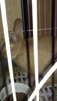 ついに…家に(≧∇≦)来ましたよ。 2012/08/29 01:19:14