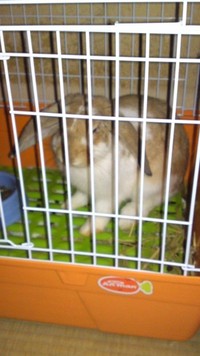 夜のウサ達JIS+7632 2012/10/12 12:33:25