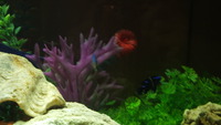 海水魚なう！ 2012/04/16 21:07:45