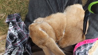最近、甘えんぼ～ 2012/10/18 20:51:50