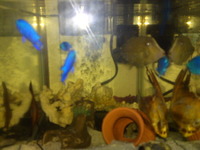 家の熱帯魚 2011/09/24 07:12:24