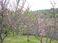 桜を愛でる 2008/02/18 23:32:58