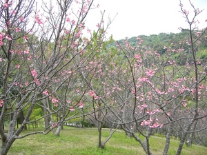 桜を愛でる