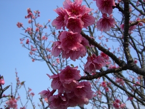 桜を愛でる